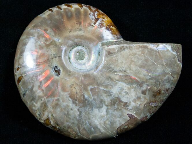 Red Iridescent Ammonite #5145